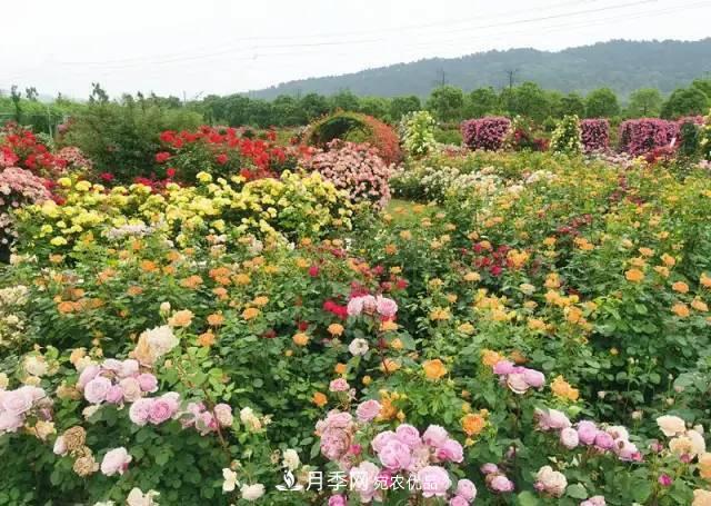 苏州抖起来达人谷月季花海……网红打卡地(图4)