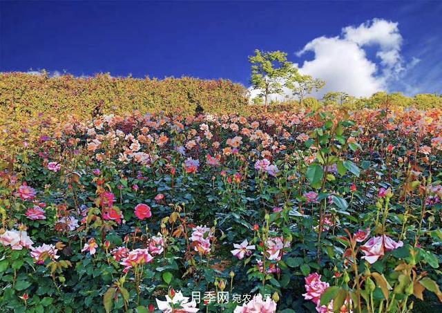 苏州抖起来达人谷月季花海……网红打卡地(图5)