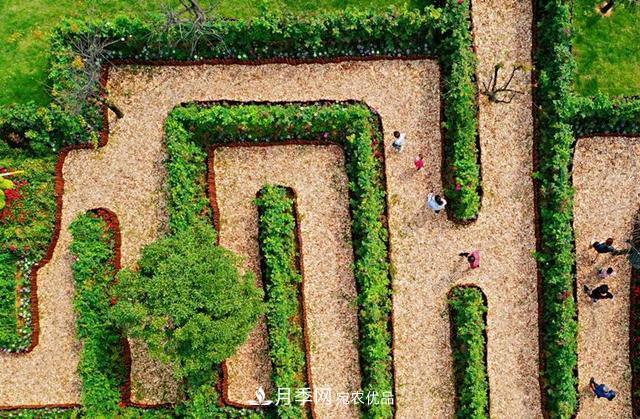 月季产业国家创新联盟(图3)