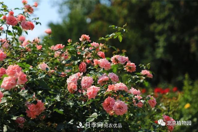 北京植物园月季花海进入国庆佳节盛花期(图3)
