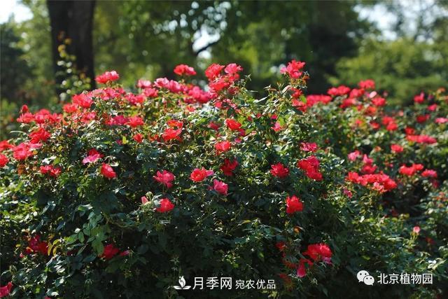 北京植物园月季花海进入国庆佳节盛花期(图4)