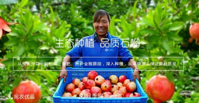 淅川突尼斯软籽石榴基地批发价格，好水果(图5)