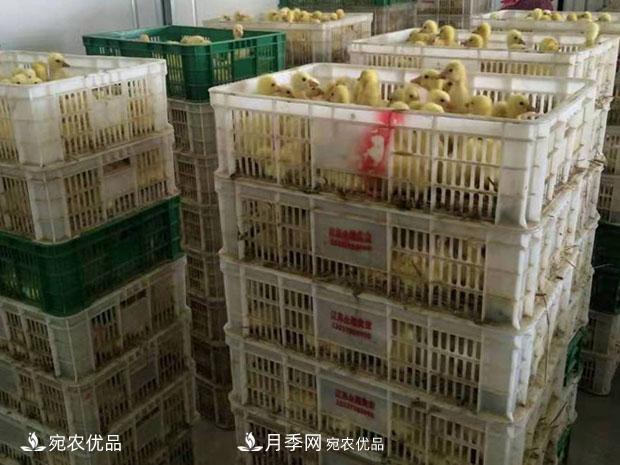 南阳脱温鹅苗孵化厂 南阳鹅苗孵化基地直销价格(图2)