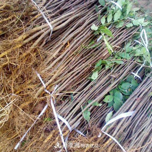 南阳方城博望黄金梨2年3年生梨树苗基地批发价格(图3)