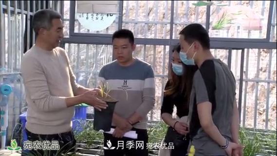 桐柏县大河镇小兰花变身脱贫致富金草(图1)