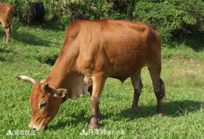 南阳黄牛，中国地理标志保护农产品(图2)