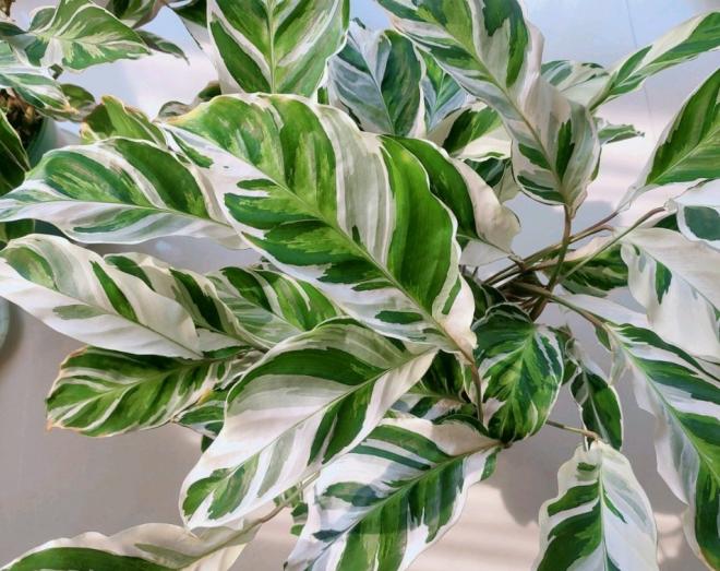 8种常见绿植，变异之后超级美，价格也贵了10倍不止(图4)