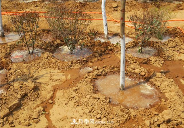 大苗木栽植时应做好根部的哪些护理？(图2)