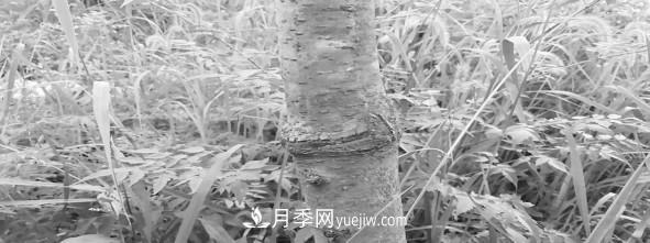 安徽榉树培育的关键技术(图3)