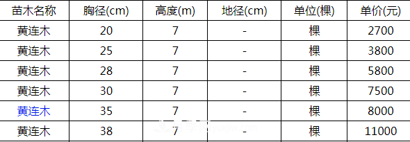高度7米的黄连木能卖13000元/株？老苗木人道出了价格实情(图2)