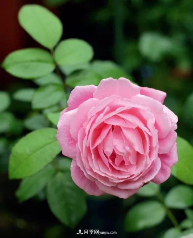 耐看的10种月季：非常养眼，你养过几种(图7)
