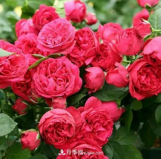 这6种月季，抗病强花量大还耐晒，养一棵就很美(图3)