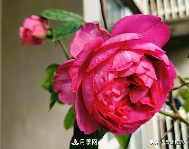 无伊芙不月季，哪种伊芙月季最值得入手？(图8)