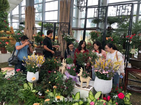 第十届中国月季展览会南阳市荣获奖项40余项(图1)