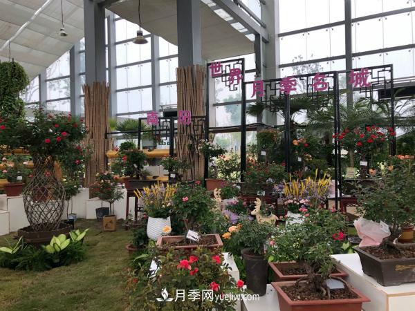 第十届中国月季展览会南阳市荣获奖项40余项(图2)