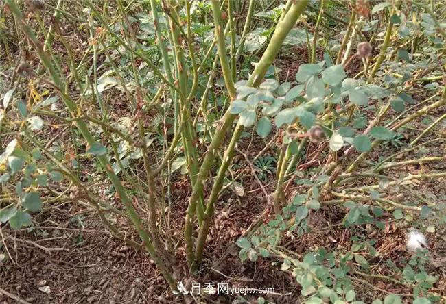 月季裸根苗，月季小苗批发(图5)