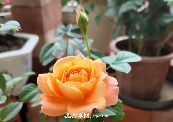 新手入坑月季，学好5个小妙招，果汁阳台月季轻松开花满盆(图1)