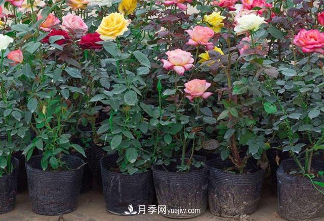 月季花的洒水的注意事项有哪些？(图1)