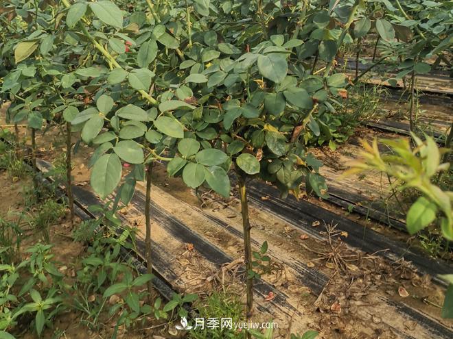 河北树状月季批发基地，品种月季产地直供价格表(图3)