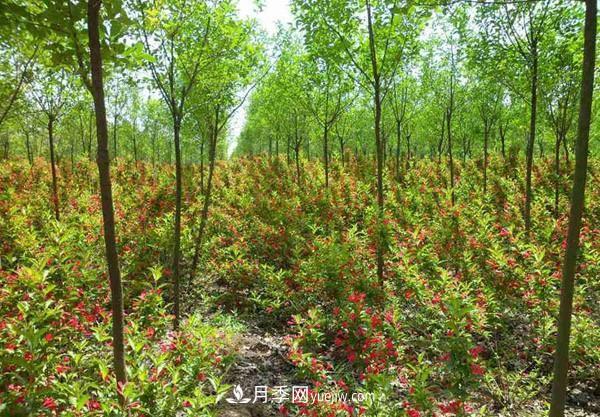 冬季苗木怕冻伤，提前养护准没错(图1)