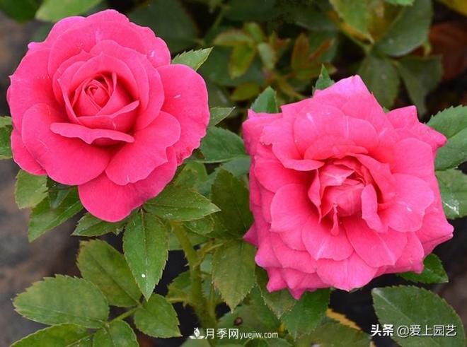 热门月季品种已经看腻了，不妨养几棵小众月季换个风景(图3)