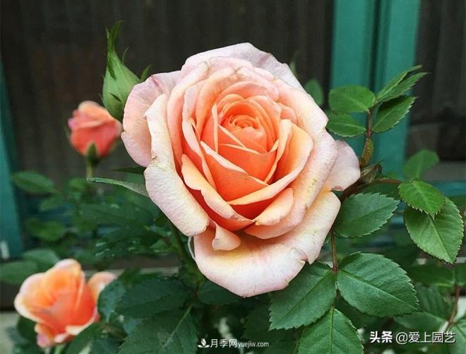 热门月季品种已经看腻了，不妨养几棵小众月季换个风景(图5)