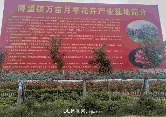 南阳方城县博望镇月季书记带领村民发家致富(图1)