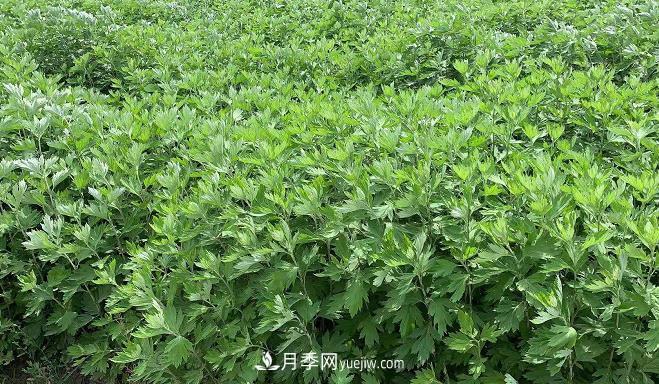 开封市艾草艾根种植编织致富梦想(图1)