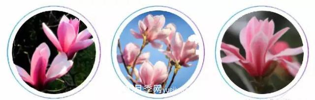 玉兰飘香溢山乡——南阳南召玉兰产业纪实(图2)