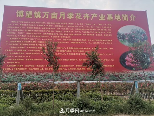 南阳市博望镇万亩月季花卉产业基地(图1)