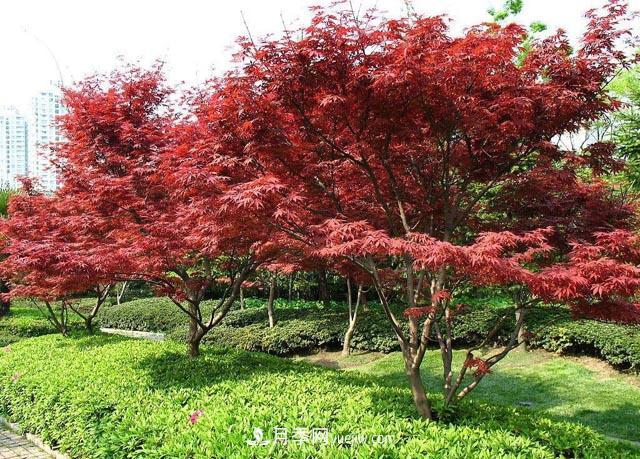 苗木明码标价行得通吗，你怎么看？(图1)