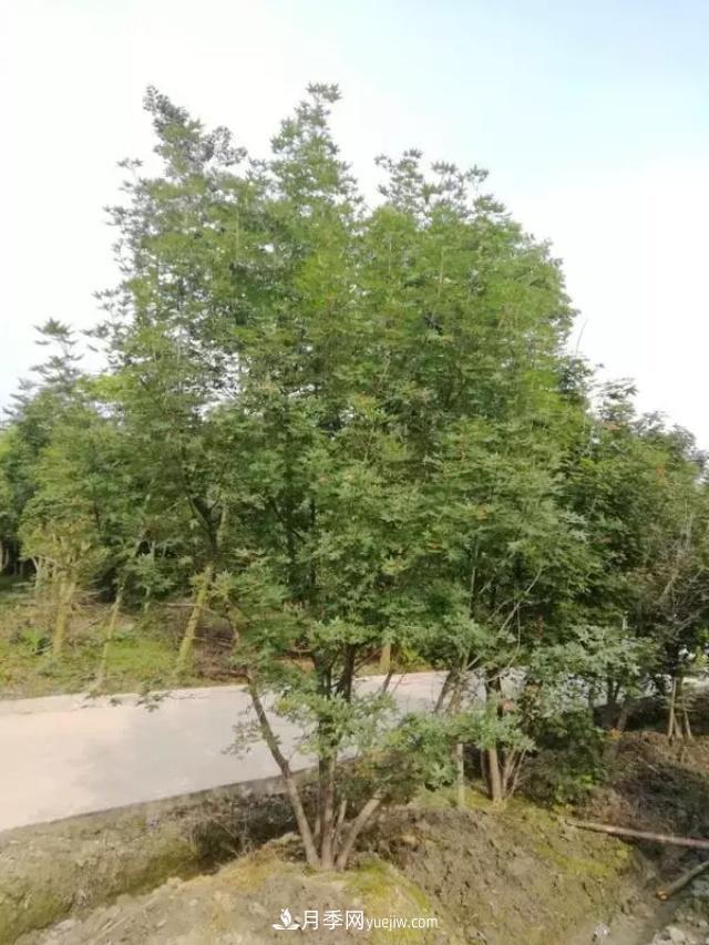 2020下半年乡土树种涨价趋势明显，这8种苗木最吃香(图2)