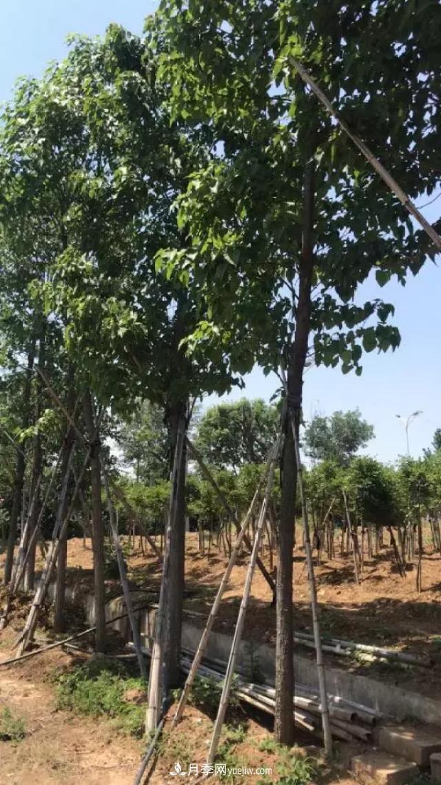 2020下半年乡土树种涨价趋势明显，这8种苗木最吃香(图6)