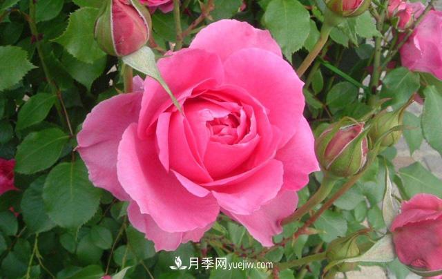 推荐3个藤本月季品种，一年就能长成月季花墙(图2)