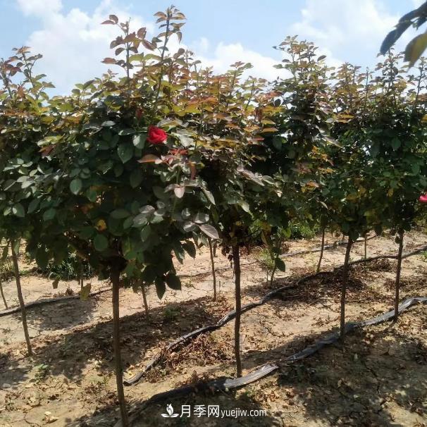 树状月季气候病害的防治(图1)