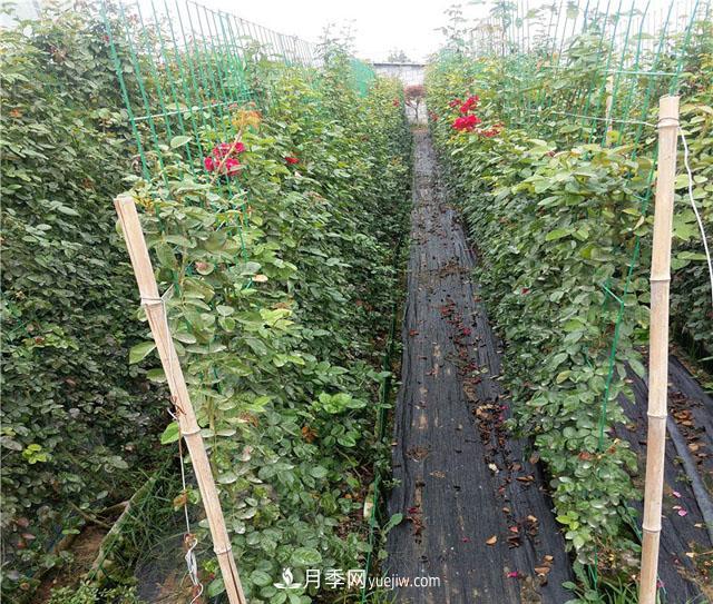 藤本造型月季有哪几种？8种潮流绿化造型超级火(图2)