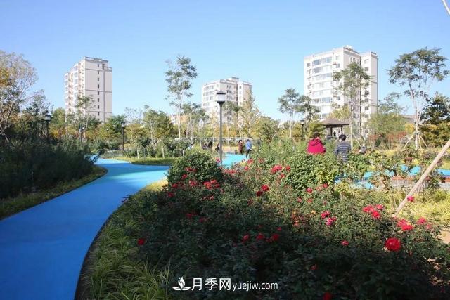 北京密云城区废弃厂房变身月季公园(图2)