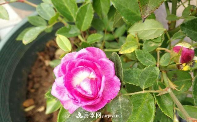 四种对光照要求高的月季花，适合放在北阳台(图4)