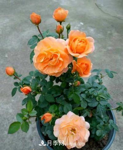 四种对光照要求高的月季花，适合放在北阳台(图2)