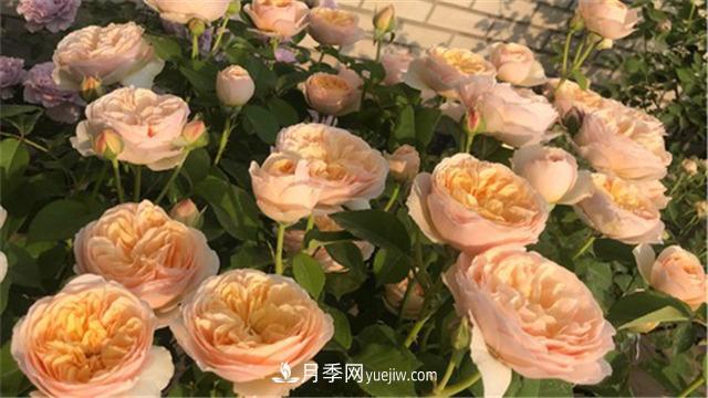 花开华南地区，哪些月季品种，征服了广州这片“热土”？(图2)