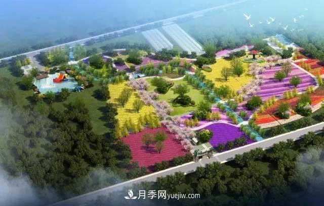 山东滕州市北辛街道100亩月季花海，真漂亮！(图1)