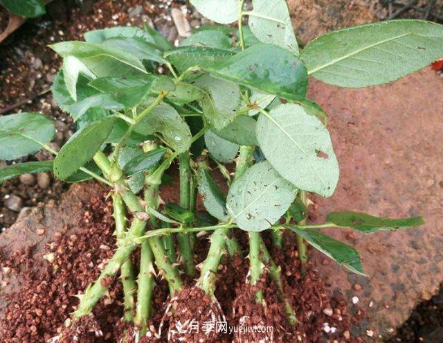 100%成活的三种春插月季方法(图1)