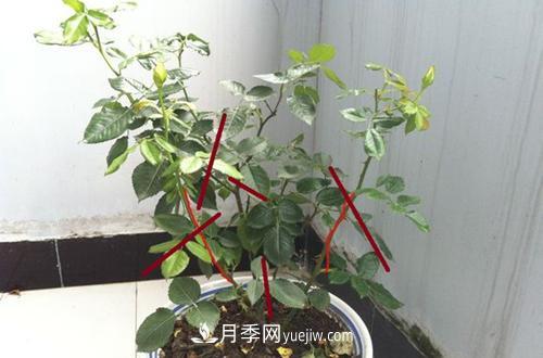 月季冬天如何修剪？冬天能重剪吗？(图3)