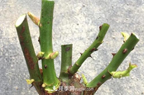 月季冬天如何修剪？冬天能重剪吗？(图2)