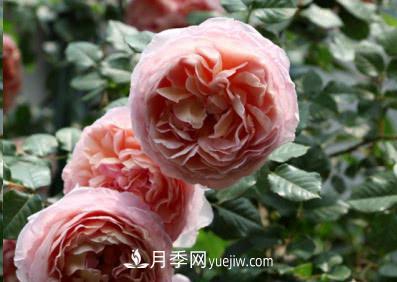不可错过的经典灌木月季品种介绍大全！(图1)