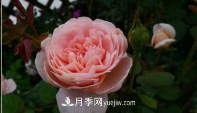 不可错过的经典灌木月季品种介绍大全！(图9)