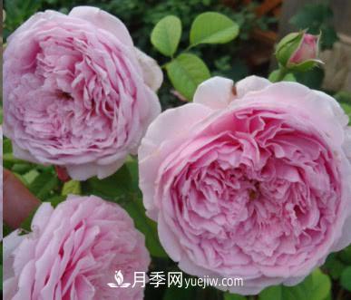 不可错过的经典灌木月季品种介绍大全！(图8)