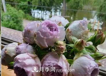 不可错过的经典灌木月季品种介绍大全！(图21)