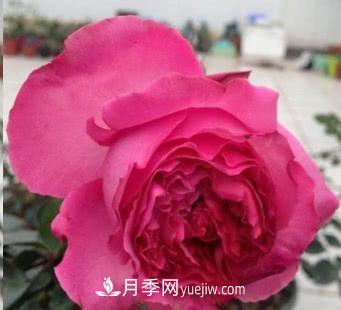 不可错过的经典灌木月季品种介绍大全！(图16)