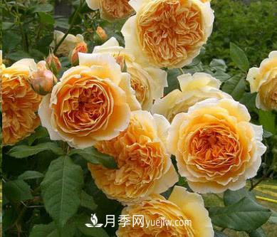 不可错过的经典灌木月季品种介绍大全！(图2)